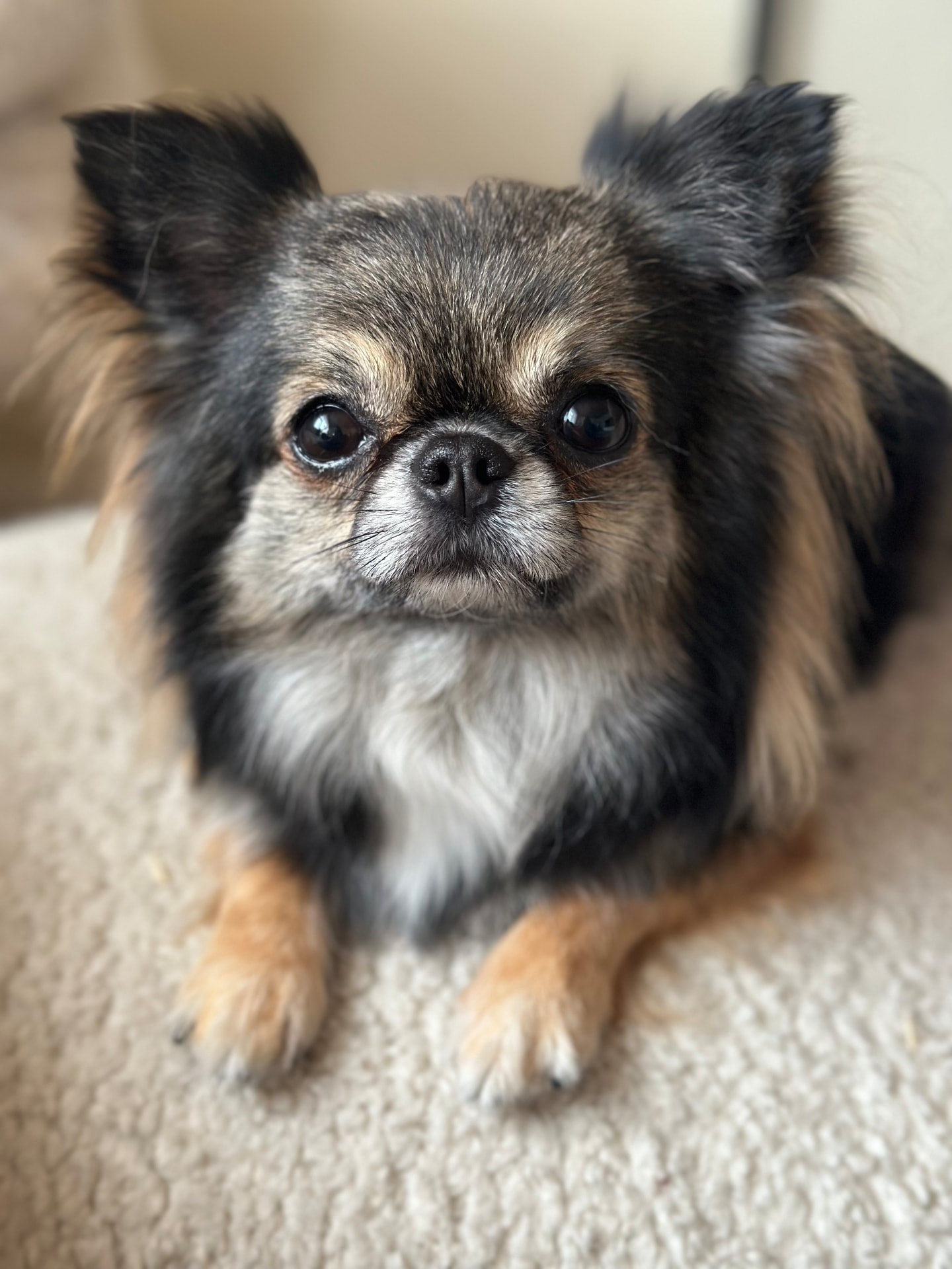 Langhåret chihuahua stilt opp i utstillingsringen