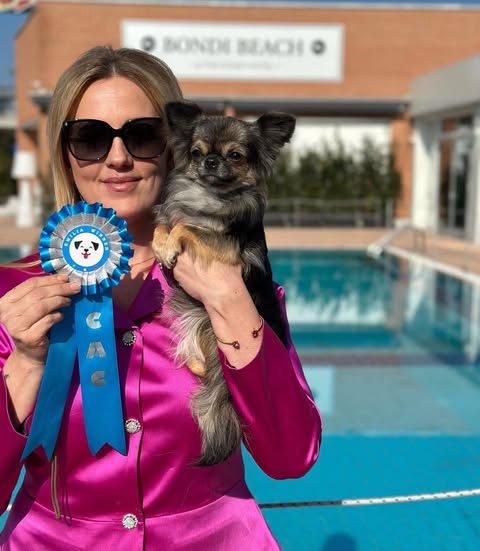 Chihuahua med CAC-rosett i solen