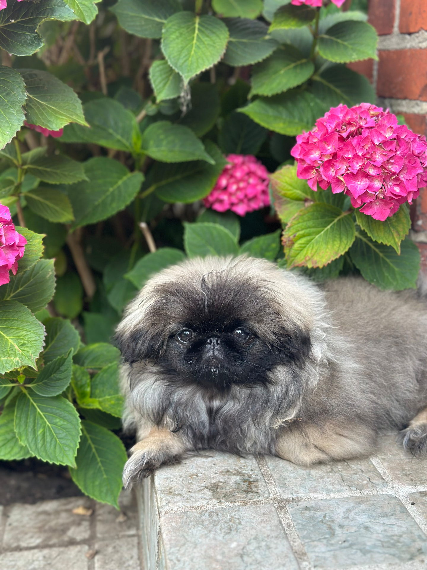 Chewie, en pekingeser med mørk maske og grå pels, sitter på et mykt teppe