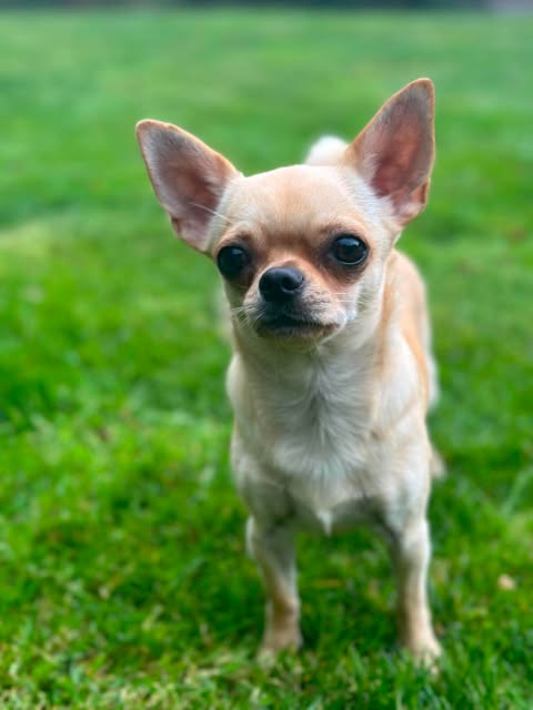 Chihuahua i grønt gress
