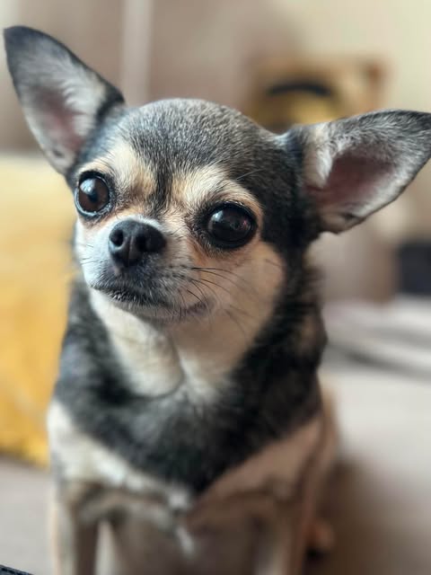 Korthåret chihuahua