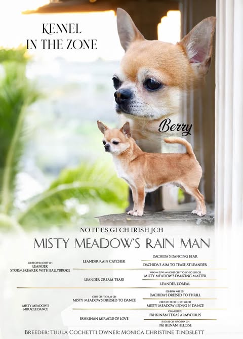 Championplakat for Misty Meadow’s Rain Man