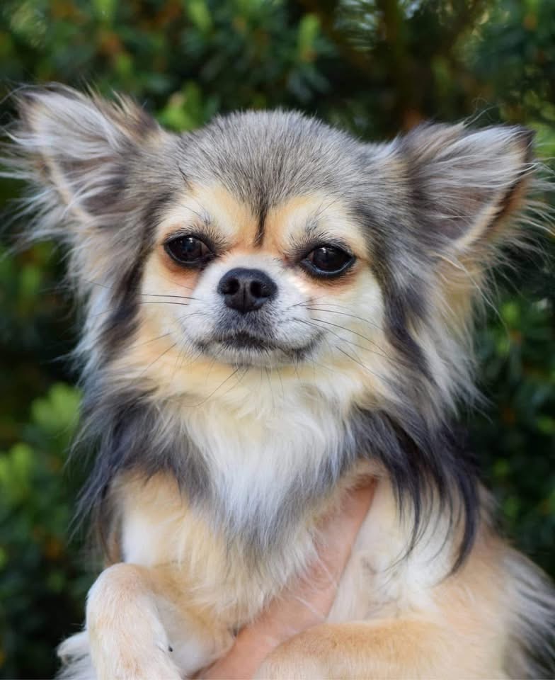 Langhåret chihuahua i elegant portrett foran grønn bakgrunn
