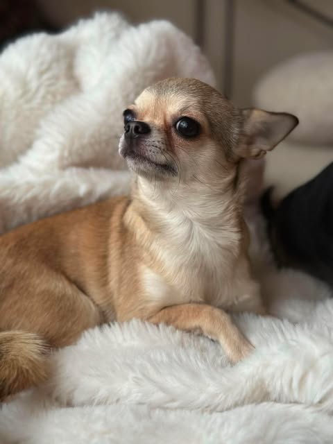 Korthåret chihuahua som hviler på et mykt teppe